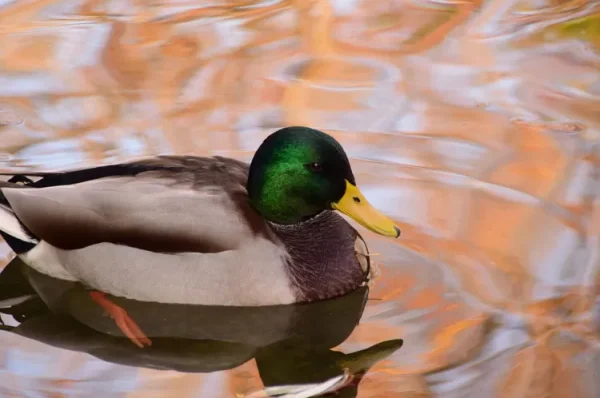 Apa Itu Duck Syndrome? Gangguan Psikologis yang Sering Dialami Orang Dewasa